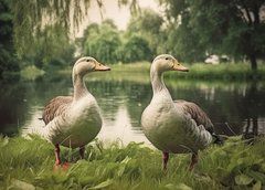 "Geese" Postcard (26-1) АІ