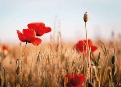 Postcard "Poppies" (26-4)