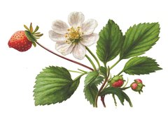 Berries (23-2)