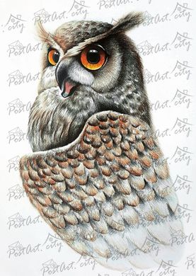 Owl (IК) 2