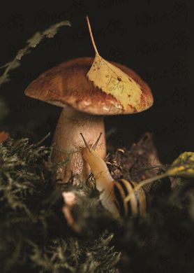 Mushroom (8)