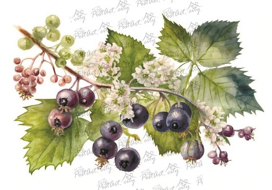 Berries (23-4)