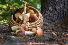 Листівка "Гриби" (26-8)