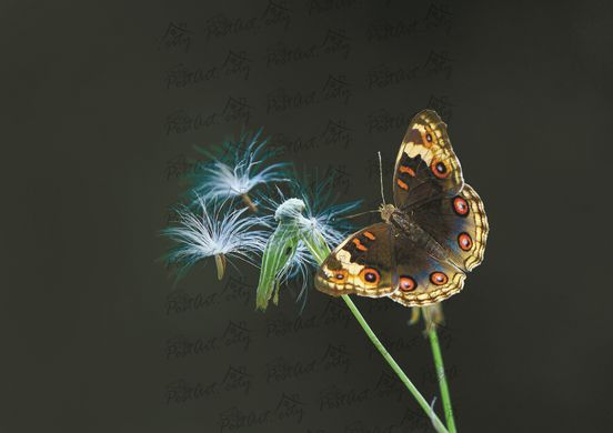 Butterfly (7)
