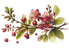 Berries (23-7)
