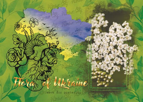 Flora of Ukraine. Yarrow