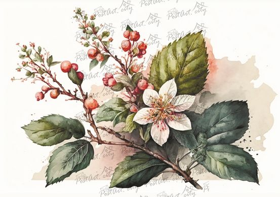 Berries (23-9)