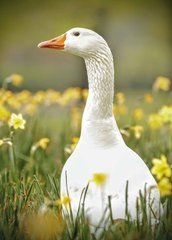 "Geese" Postcard (26-2)