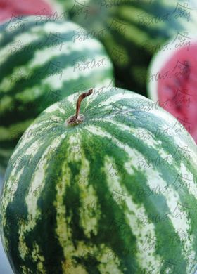 Watermelons (3)