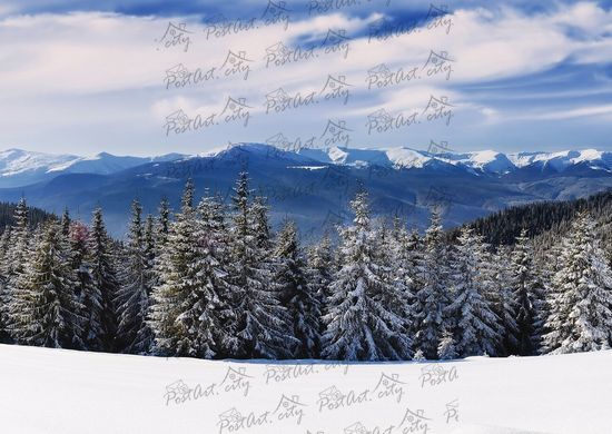 Carpathians. Winter (4)