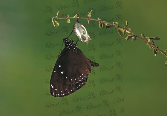 Метелик (8)