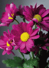 Flowers (24-5)