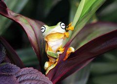 "Fauna" Postcard (26-8)