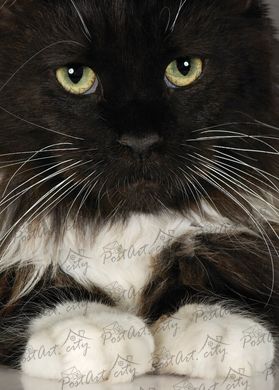 Чорний котик білі лапки