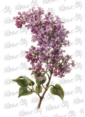 Lilac (C-4)