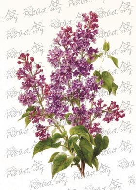 Lilac (C-5)