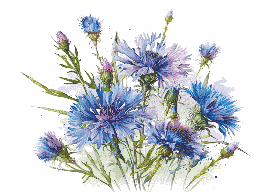 Cornflowers