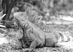 Листівка "Black and white" (26-6)