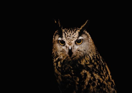 Owl (10)