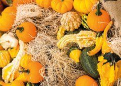 "Harvest" Postcard (26-7)