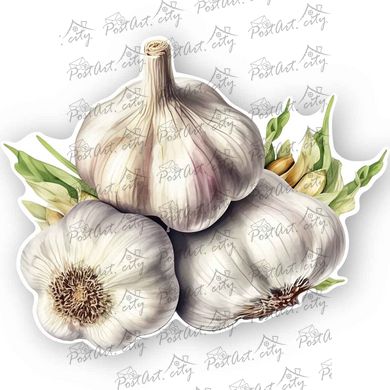 Shaped postcard "Garlic"