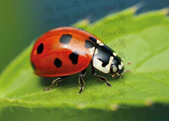 ladybug