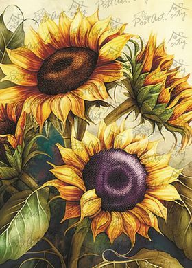 Sunflower (23-1)