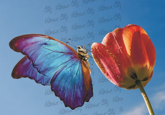 Butterfly (5)