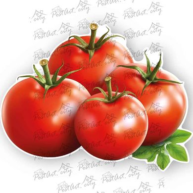 Shaped postcard "Tomatoes"