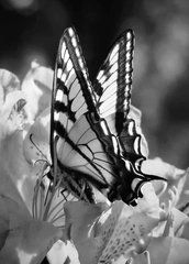 Листівка "Black and white" (26-18)