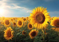 "Sunflowers" Greeting Card (26-3)