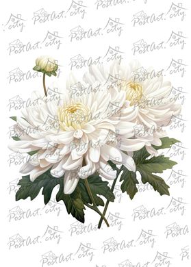 White chrysanthemum (designer paper)