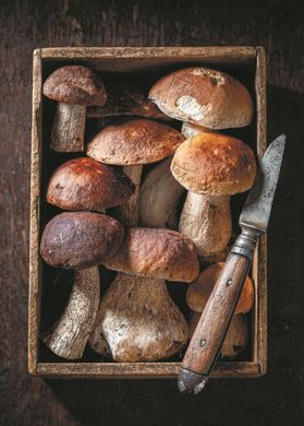 Mushroom (22-5)