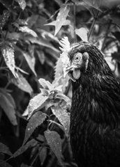 Листівка "Black and white" (26-20)