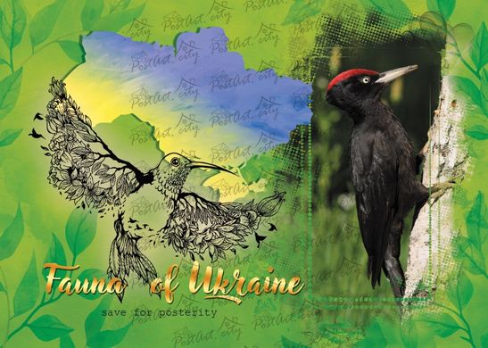 Fauna of Ukraine. Black woodpecker