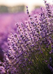 "Lavender Mood" Greeting Card (26-5)