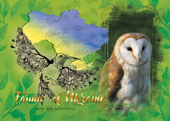 Fauna of Ukraine. Barn owl
