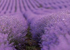 "Lavender Mood" Greeting Card (26-6)