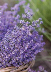 "Lavender Mood" Greeting Card (26-7)