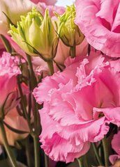 Postcard "Summer Flowers" (26-1)