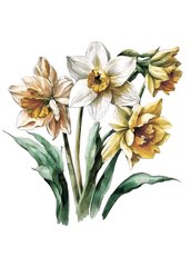 Narcissus (23-3)