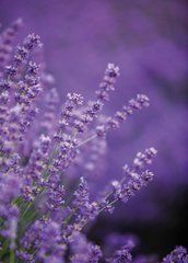 "Lavender Mood" Greeting Card (26-8)