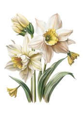 Narcissus (23-4)