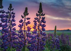 Postcard "Summer Flowers" (26-2)