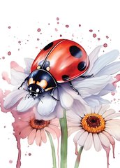 Ladybug (23-1)