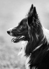 Листівка "Black and white" (26-25)