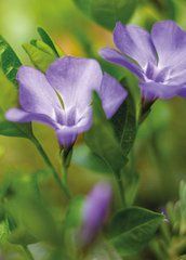 Postcard "Summer Flowers" (26-3)