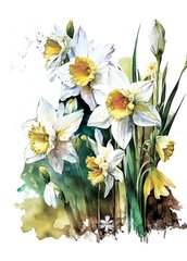 Narcissus (23-5)