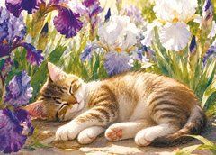Листівка "Життя котика" (26-16)