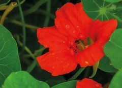 Postcard "Summer Flowers" (26-4)